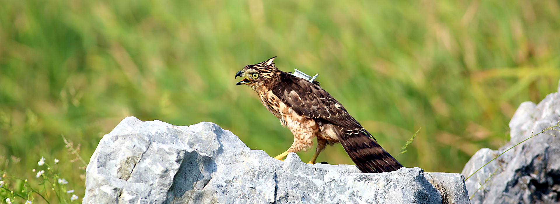 杭州粵海科技有限公司_鳥類追蹤器_鳥類跟蹤器